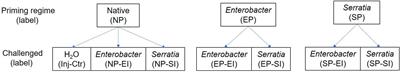 Trained Immunity in Anopheles gambiae: Antibacterial Immunity Is Enhanced by Priming via Sugar Meal Supplemented With a Single Gut Symbiotic Bacterial Strain